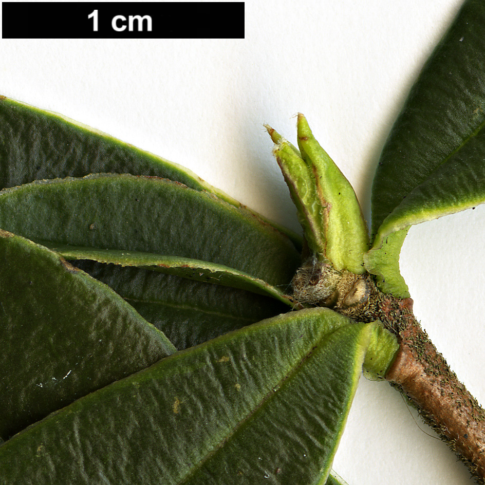 High resolution image: Family: Thymelaeaceae - Genus: Daphne - Taxon: tangutica